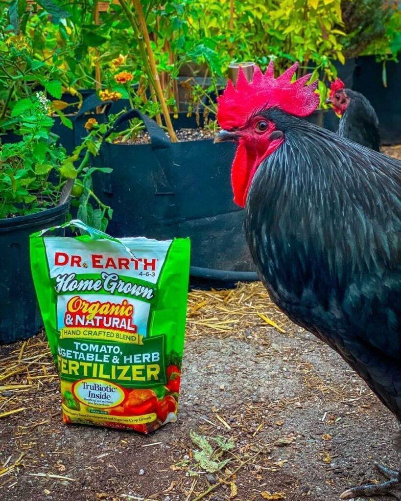 a bag of dr earth tomato fertilizer in the garden and chickens