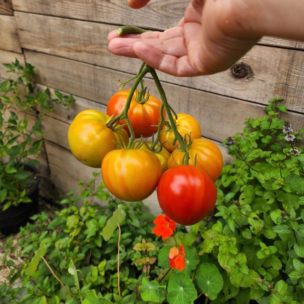 a bunch of tomatoes hanging from a hand