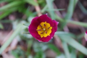 tulipa pulchella Persian Pearl