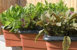 different kinds of vegetables in plant boxes