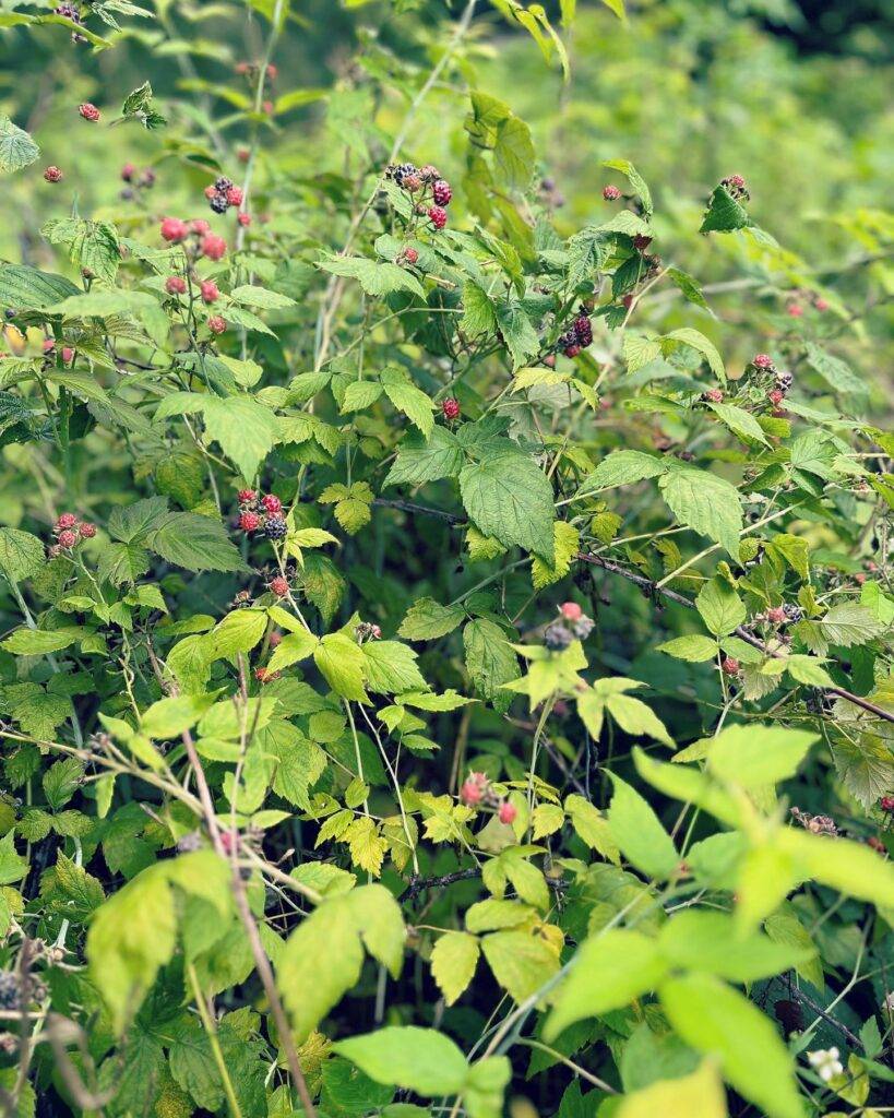 wild berry bush with fruits