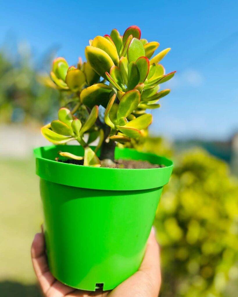 holding a jade plant in a green plant pot