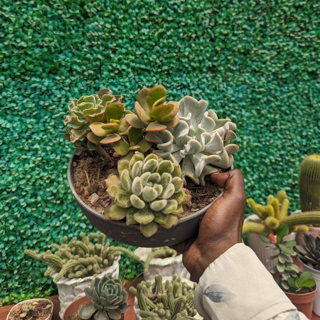 holding a plant pot full of succulents