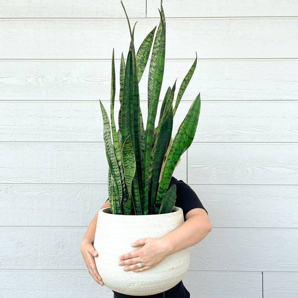 woman carrying a large snake plant in a pot