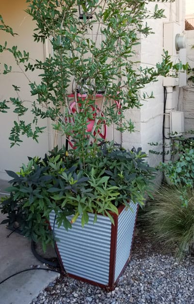 galvanized planter tall