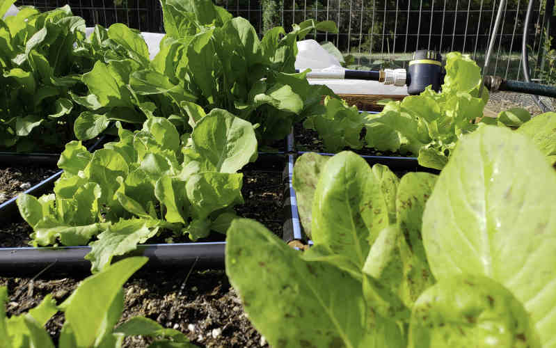 garden in minutes with healthy lettuce 