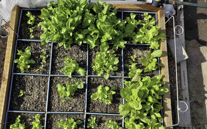 garden in minutes lettuce plants