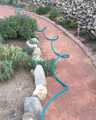 garden thorn laying out hose