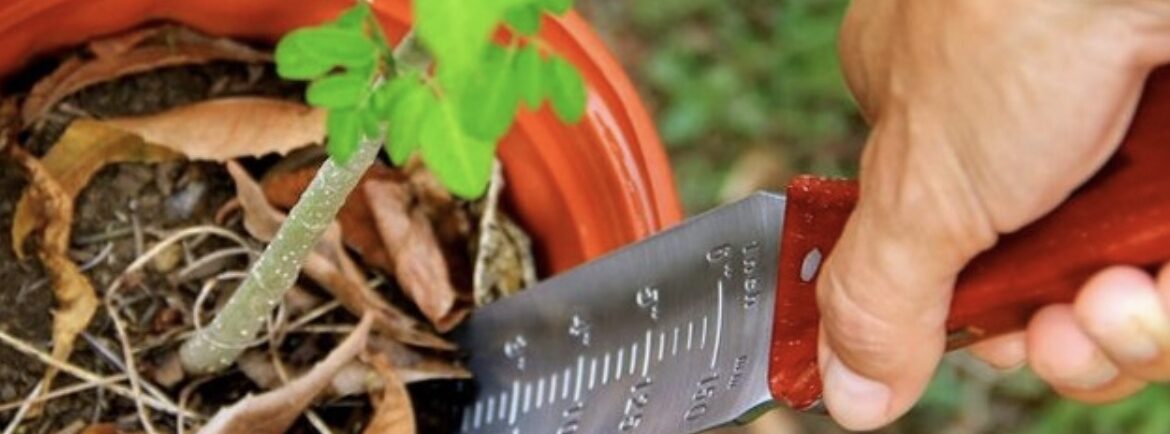 hori hori knife in potted plant