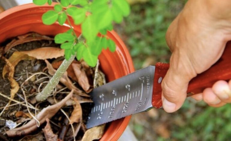 hori hori knife in potted plant