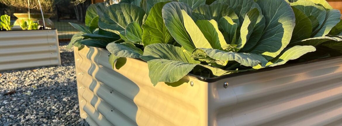 cabbages in a metal raised garden beds