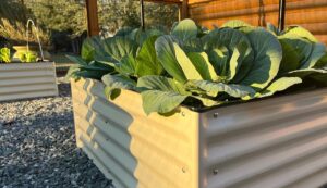 cabbages in a metal raised garden beds