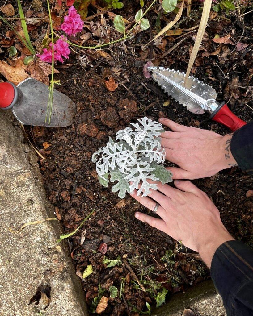 transplanting a new plant in a garden bed