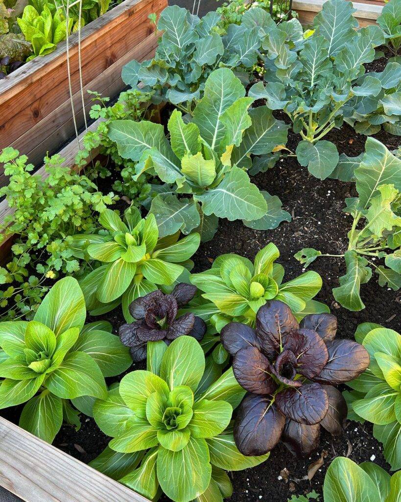 a raised vegetable garden bed full of leafy green vegetables