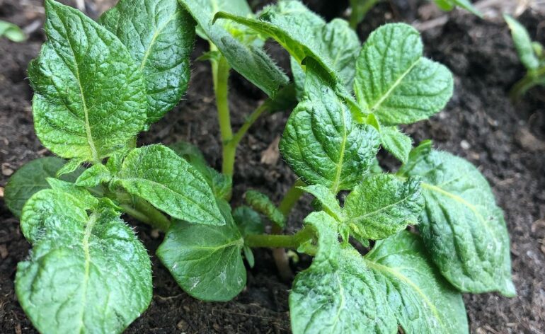 potato seedlings sprouting leaves