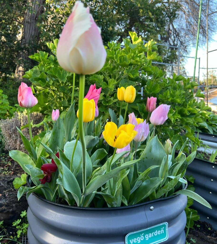 tulips growing in a round metal raised garden bed