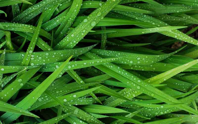 dew on grass lawn