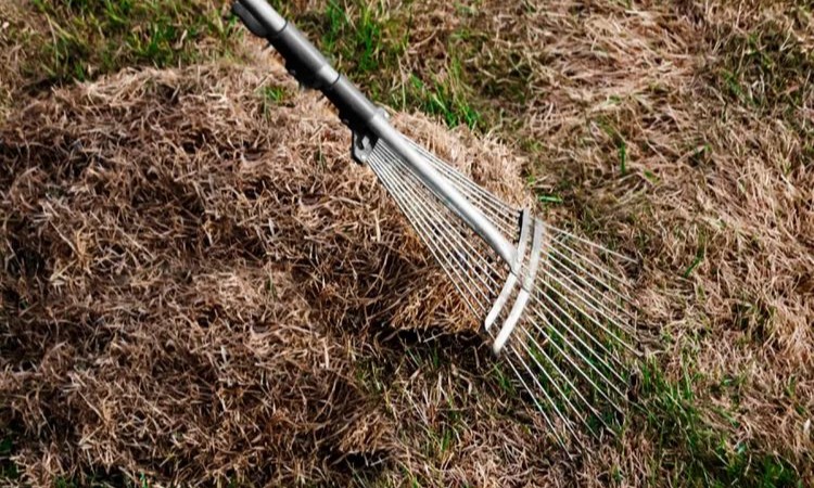 using a flexible rake to gather dried grass