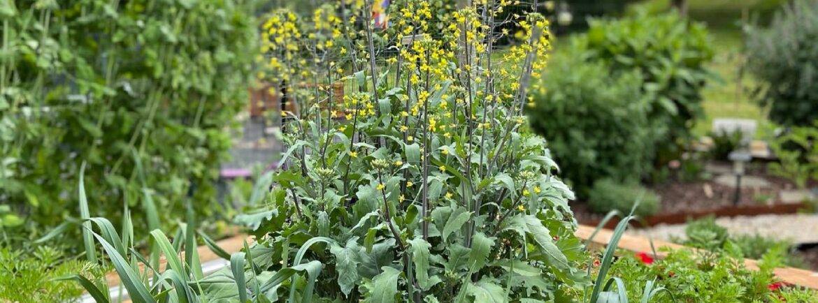 red russian kale with yellow flowers in a raised garden bed