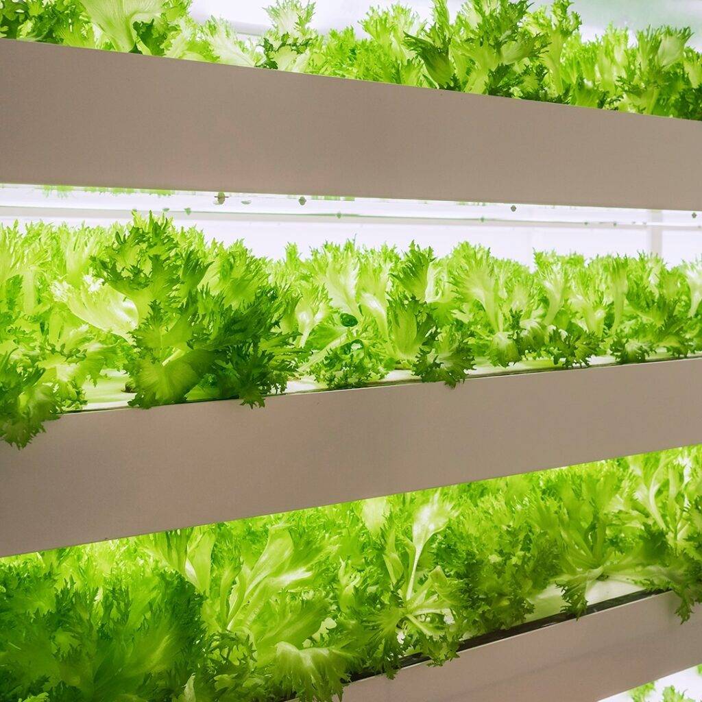 racks of lettuce grown indoors