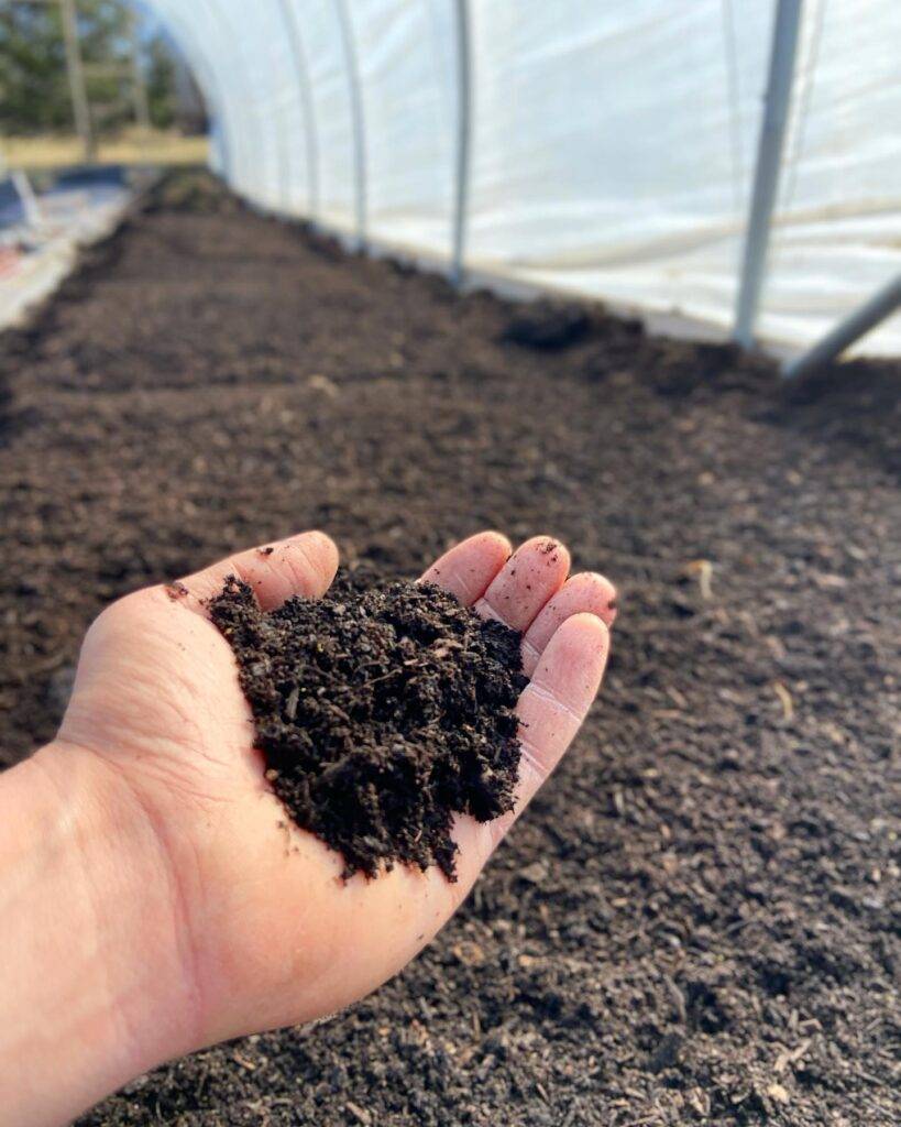 holding a fresh compost for garden