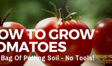 How to Grow Tomatoes in a Bag of Potting Soil