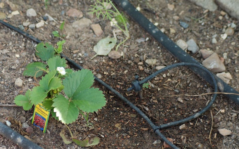 irrigatia solar automatic watering system watering strawberry