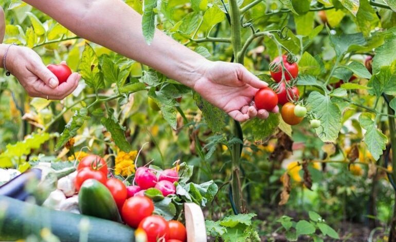 woman picking tomatoes from the plant - Best Fertilizer For Tomatoes
