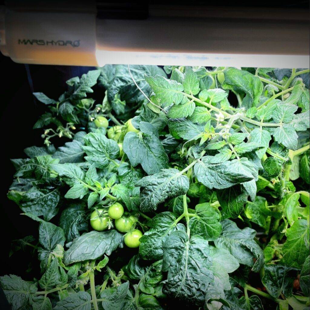 tomato plant bearing fruits under a grow light by mars hydro