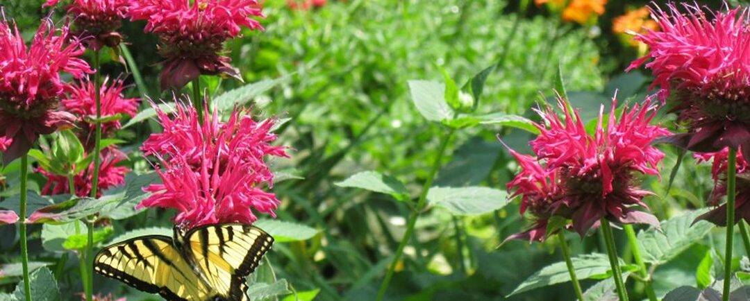 a butterfly visits a garden of red flowers