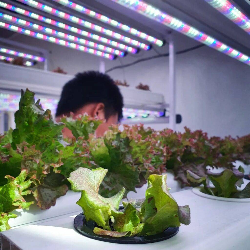 lettuce grown indoor with hydroponics