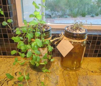 mint and oregano in Modern Sprout Garden Jars