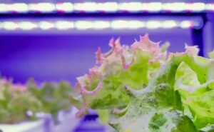 growing lettuce indoors using LED grow lights