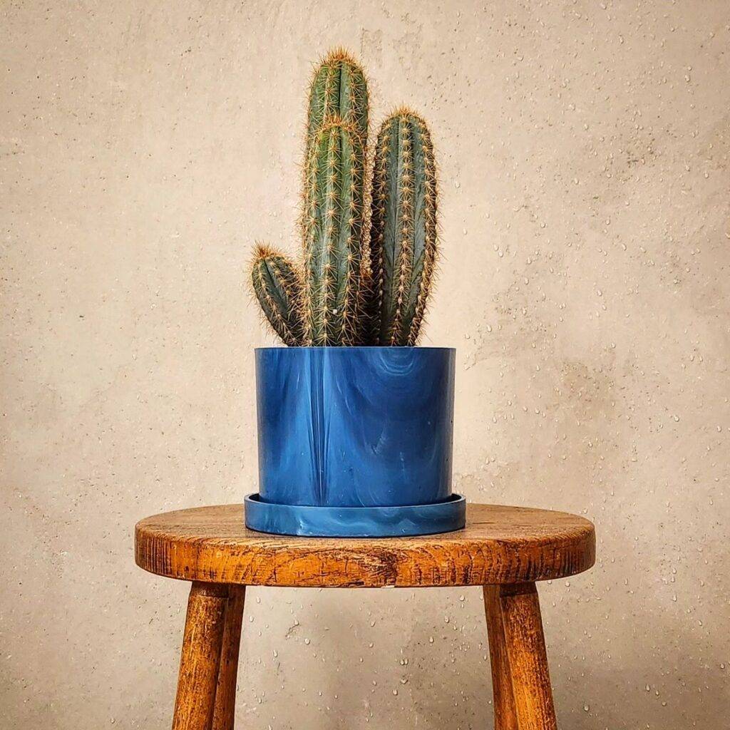 recycled plastic pot with cactus