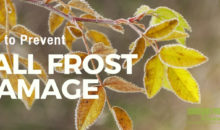 Preventing Fall Frost Damage in the Garden