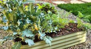 raised garden bed with broccoli and carrots