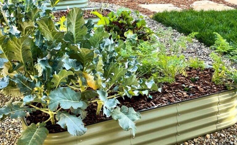 raised garden bed with broccoli and carrots