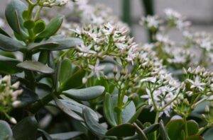 a blooming jade plant
