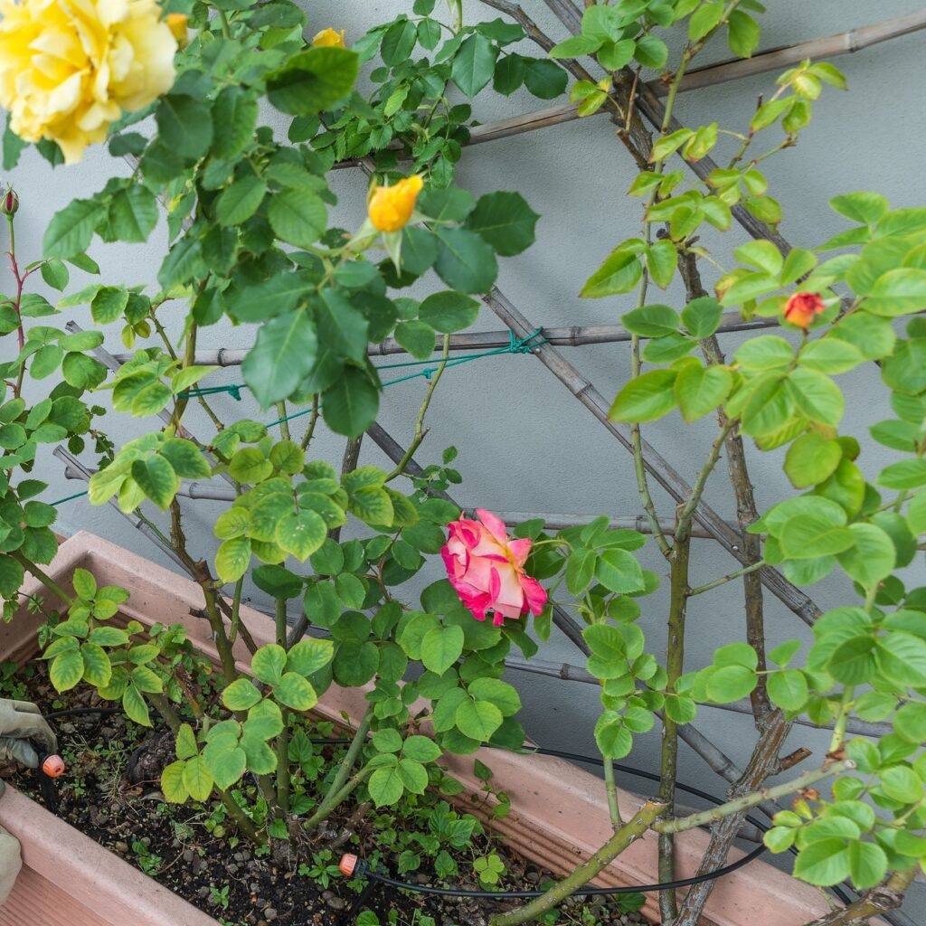 rose planted in a plant box with drip system installed