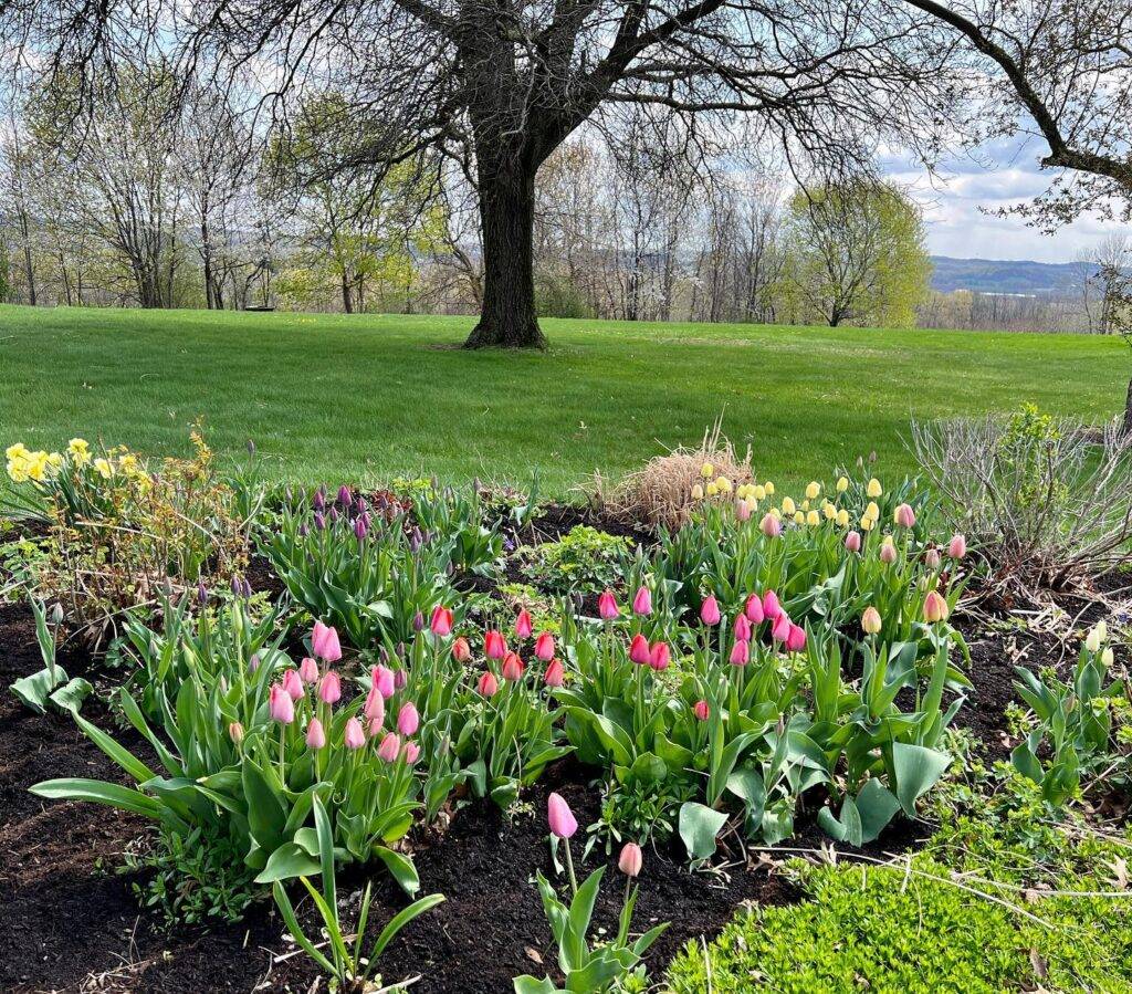tulip flower bed with mulch