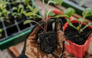 holding a dahlia seedling for transplant