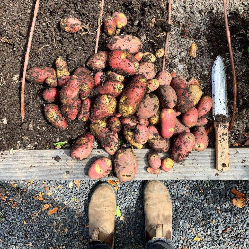 harvesting pinto gold potatoes