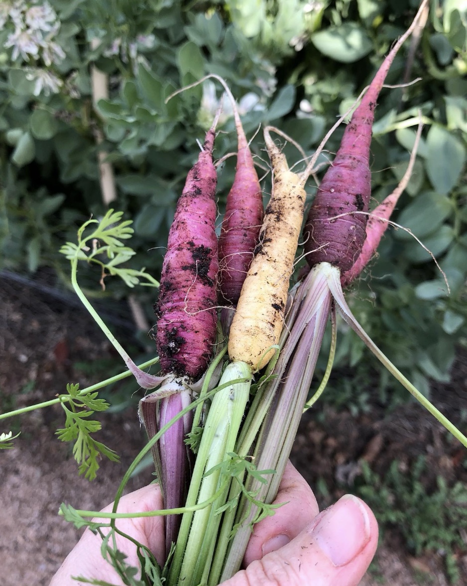 Carrots pulled from the garden 