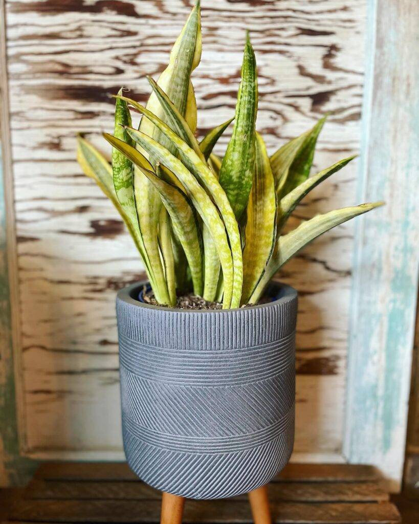 snake plant in a ceramic pot with stand