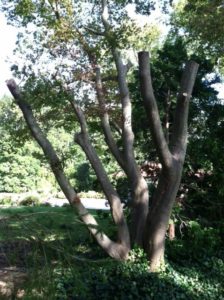 Badly pruned tree