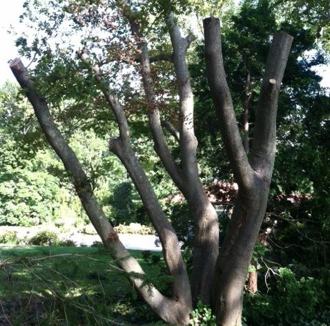 Badly pruned tree