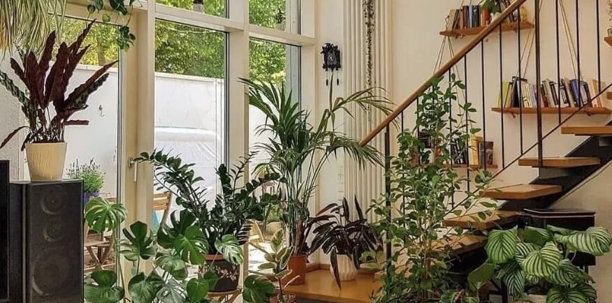 area of home with lots of indoor plants