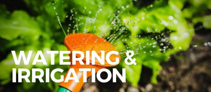 watering can sprinkling water for gardening products review