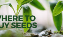 Where to Buy Seeds