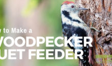 How to Make a Woodpecker Suet Feeder